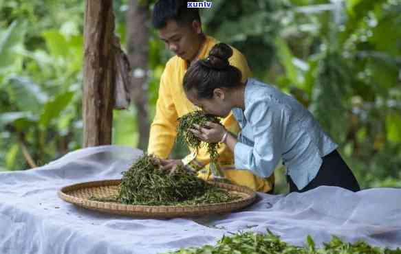 云南山间马帮铃响普洱茶：招商加盟，品鉴优质茶叶