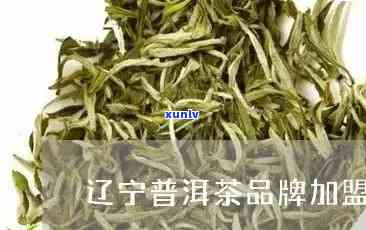 沈阳茶叶加盟：辽普洱茶排行与投资指南