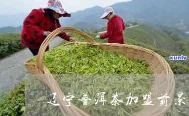 沈阳茶叶加盟：辽普洱茶排行与投资指南