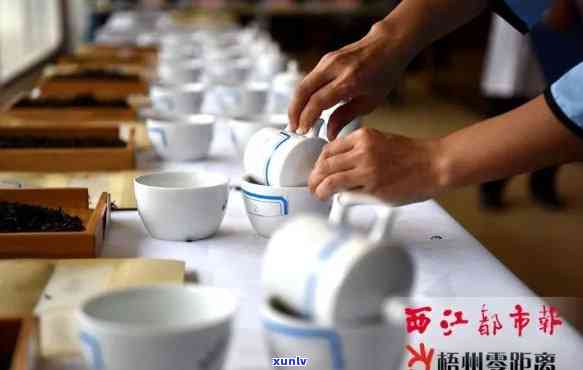 梧州六堡茶招商：加盟茶叶厂，共享品茶宴