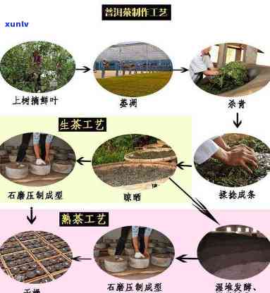 福建普洱茶 *** 加工全攻略：详细了解加工流程、合作方式和市场营销策略