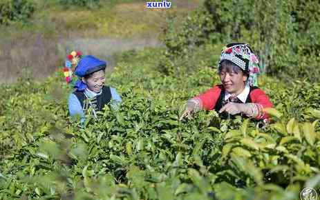 普洱茶开采现状及其文化价值的深度研究分析报告