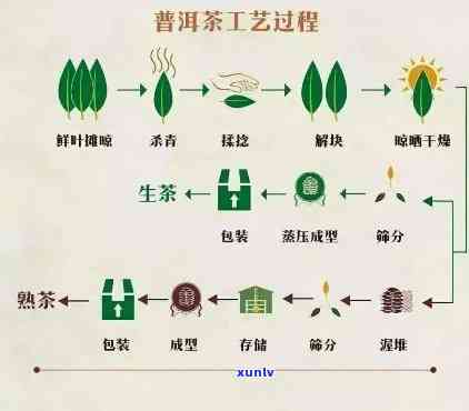 掌握普洱茶杀青的精妙工艺与实用技巧