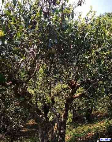 刮风寨三家村普洱茶产地介绍与口感特点