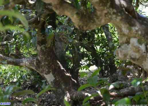 刮风寨三家村普洱茶产地介绍与口感特点