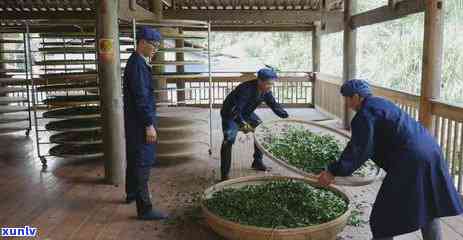 普洱茶小叶种的优质产区及特点：云南哪些地方是的普洱茶小叶种茶区？