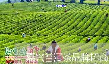 嘉兴普洱茶招商