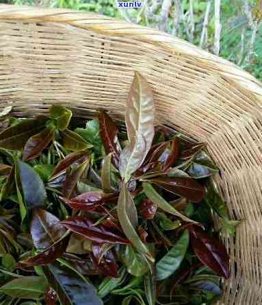 云南凤庆山区特产：纯正野生古树红茶，口感醇厚浓，批发价格优