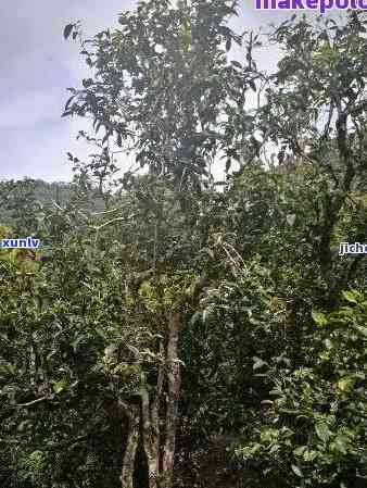 探究普洱茶种植过程中的关键因素及其对茶叶品质的影响