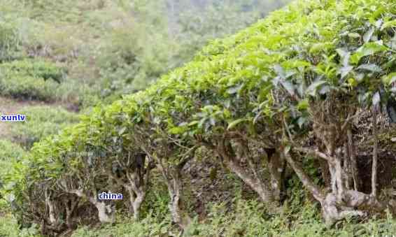 探究普洱茶种植过程中的关键因素及其对茶叶品质的影响