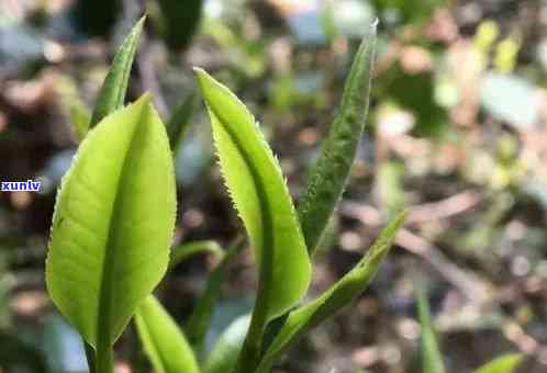 云南普洱茶种植的关键气候因素及其对生长的影响