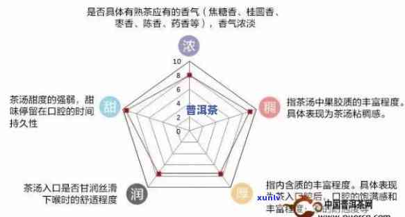 深入了解普洱茶：从熟茶到普洱的全方位解读