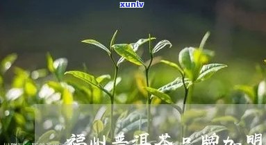 福州可靠普洱茶招商