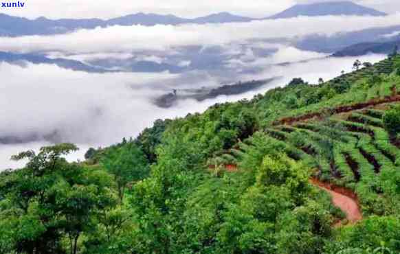 云南滇翠茶叶生产基地：澜沧茶山的故事与传承