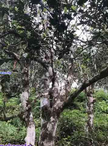 野生古树茶与普洱茶：独特风味与品鉴技巧解析