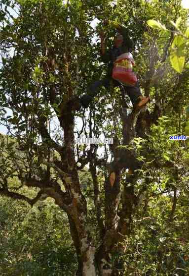 野生古树茶与普洱茶：独特风味与品鉴技巧解析