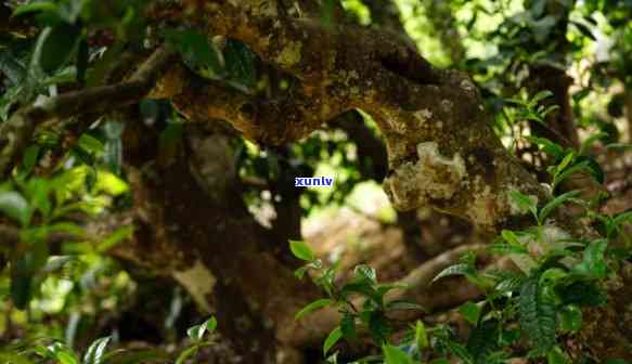 探寻古树野生茶的独特魅力：千年沉淀的普洱生茶与红茶之比较