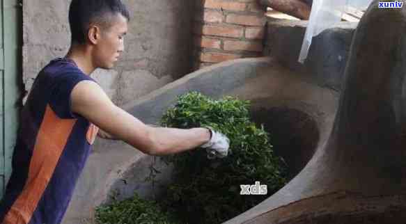 普洱茶 *** 的之一个工艺流程：从种植到 *** 的全过程