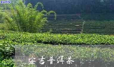 安吉普洱茶怎么加盟的？安吉茶叶品质好吗？