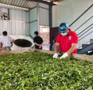 广东地区优质普洱茶生产，一网打尽！