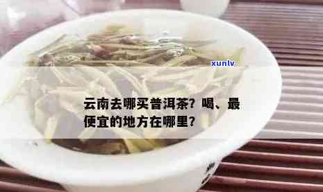 云南普洱茶购买指南：哪里可以买到正宗的优质普洱茶？