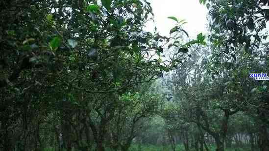 云南普洱茶：种植地及其地理特点和生长环境