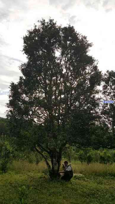 云南普洱茶：种植地及其地理特点和生长环境