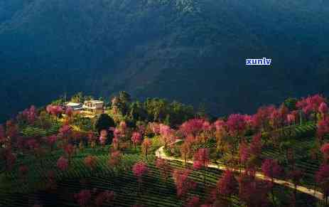 云南普洱茶：种植地及其地理特点和生长环境