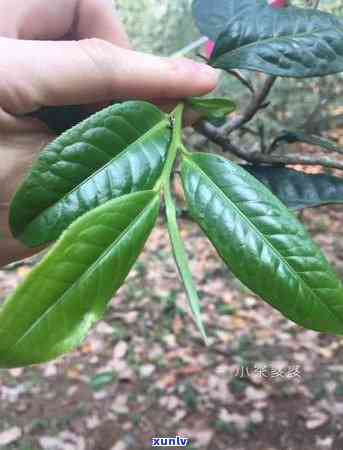 普洱茶树的种植 *** 与品种研究