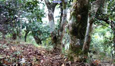 一千一斤的普洱茶真实存在吗？有哪些种类和档次？