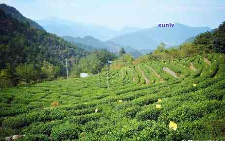 波古树普洱茶推荐：品味地道茶香的选择