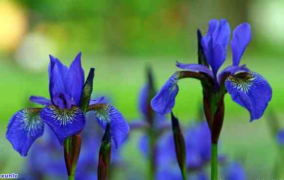 蓝花的全面解析：种类、用途、种植 *** 和花语