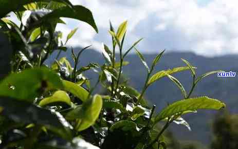 '熟普洱茶降血压吗怎么喝：饮用 *** 与效果详解'