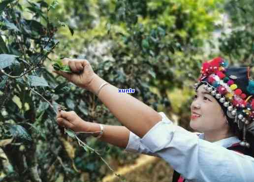 探索波古树普洱茶之路，寻找品鉴之地