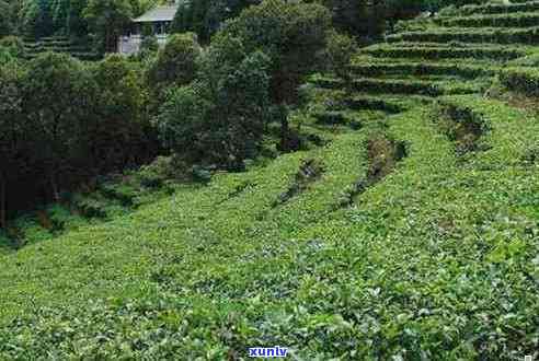 波普洱茶叶场地址及交通指南，如何到达？