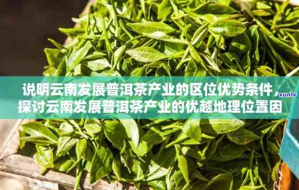 昆明云南省推动普洱茶产业招商引资创新政策解读