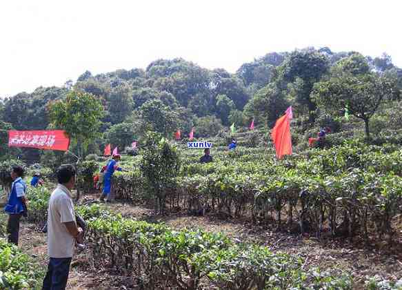 普洱茶哪里产的好一点：云南普洱茶产地及品质分析