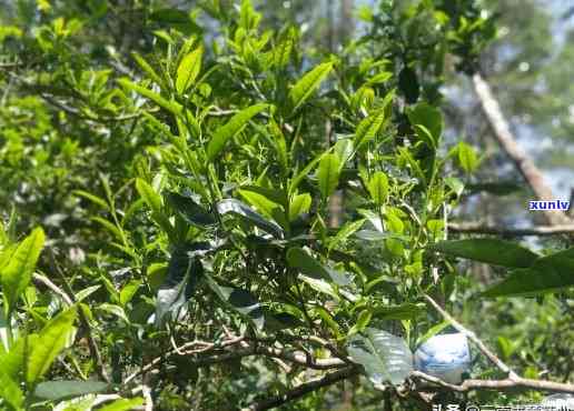 昆明及周边地区优质普洱茶叶一览，让您轻松挑选最适合的茶品