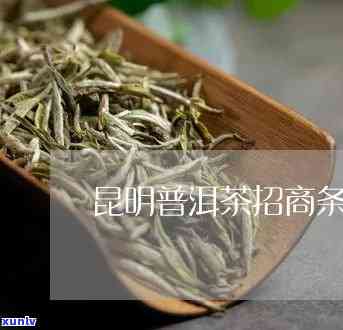 昆明靠谱普洱茶招商