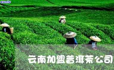 昆明靠谱普洱茶招商