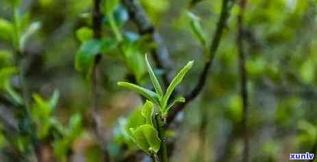 普洱茶四大茶区详解：从产地、品质到文化一应俱全