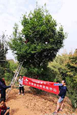 普洱茶一年采摘次数：、和合适的次数是几次？