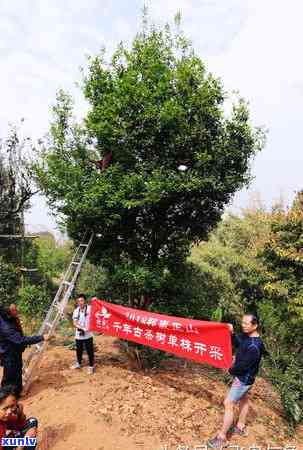 普洱茶一年采摘次数：、和合适的次数是几次？