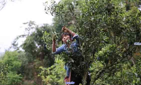 普洱茶采摘的时期以及一年中可以采摘几次？