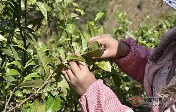 普洱茶一年采几次?