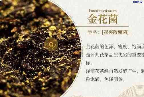 探寻普洱茶中的金花现象：一种独特的品质标志