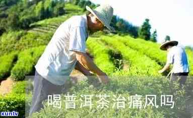 痛风能喝普洱茶吗？