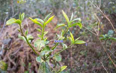 安普洱茶饼 *** 商价格查询及报价