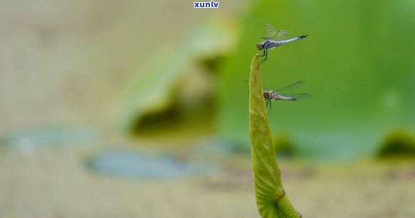 蜻蜓与翡翠的寓意及相关象征意义全面解析