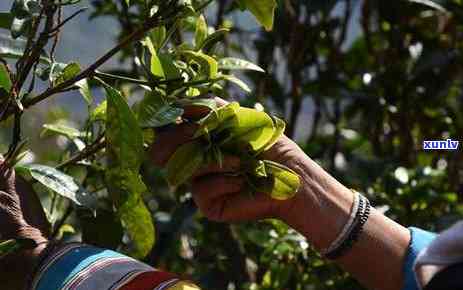 云南滇红茶松针香醇口感的独特魅力：一款不容错过的茶叶体验